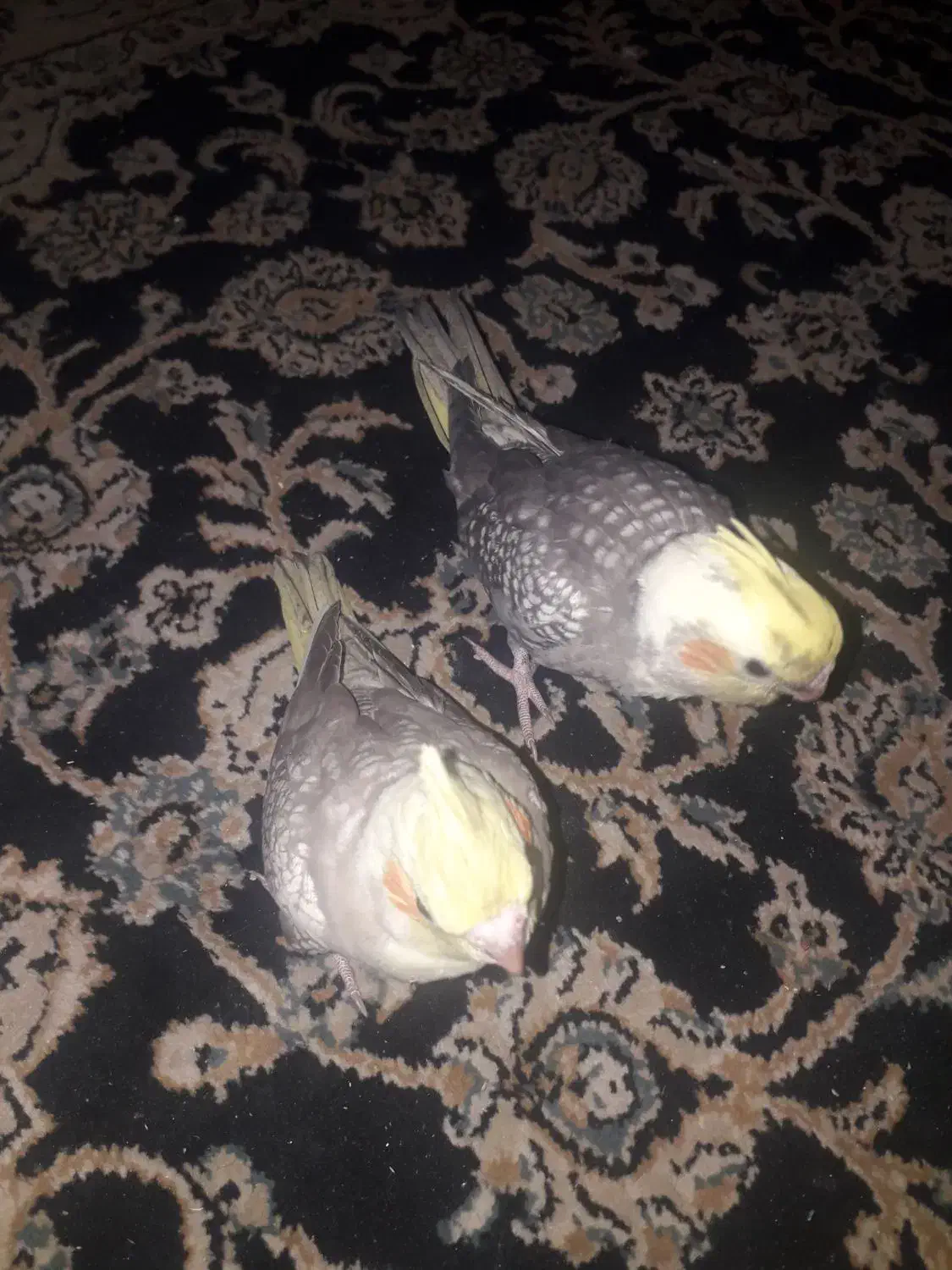 فروش تعدای جوجه عروس هلندی|پرنده|اسلام‌شهر, شهرک مفیدی|دیوار