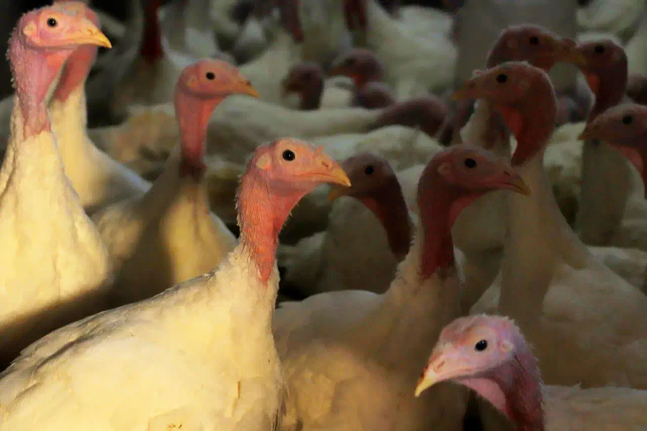 بوقلمون بیوتی گوشتی|حیوانات مزرعه|تهران, شهرک استقلال|دیوار