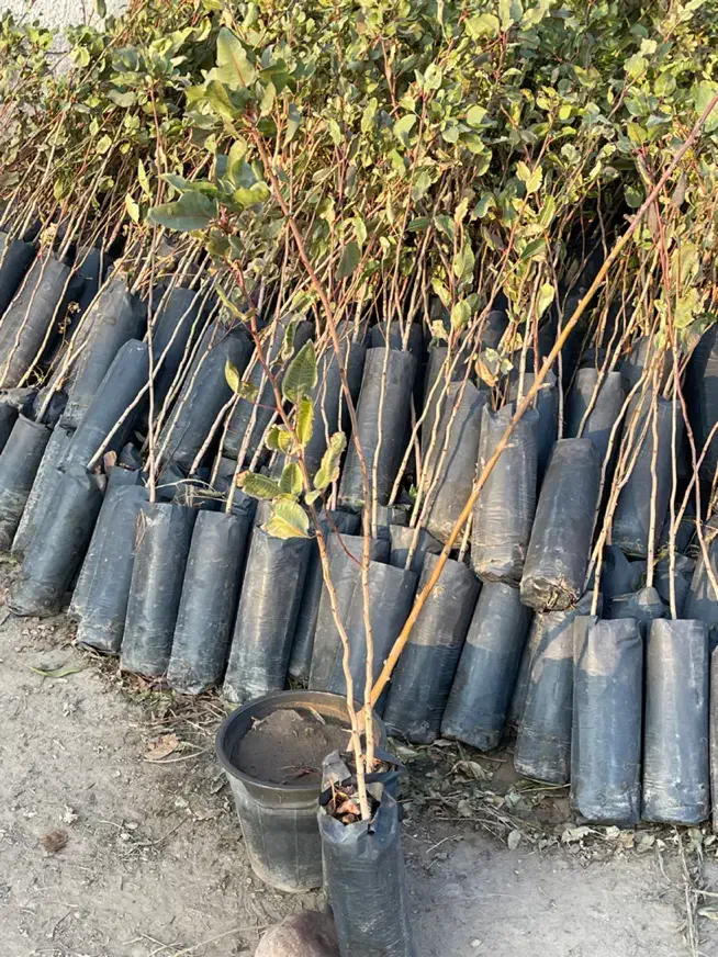 باسلام خدمت دوستان|گل و گیاه طبیعی|صوفیان, |دیوار