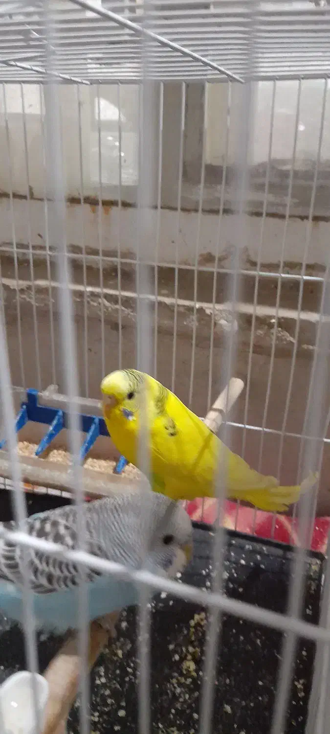 جفت مرغ با پنج تا جوجه|پرنده|مشهد, امیر|دیوار