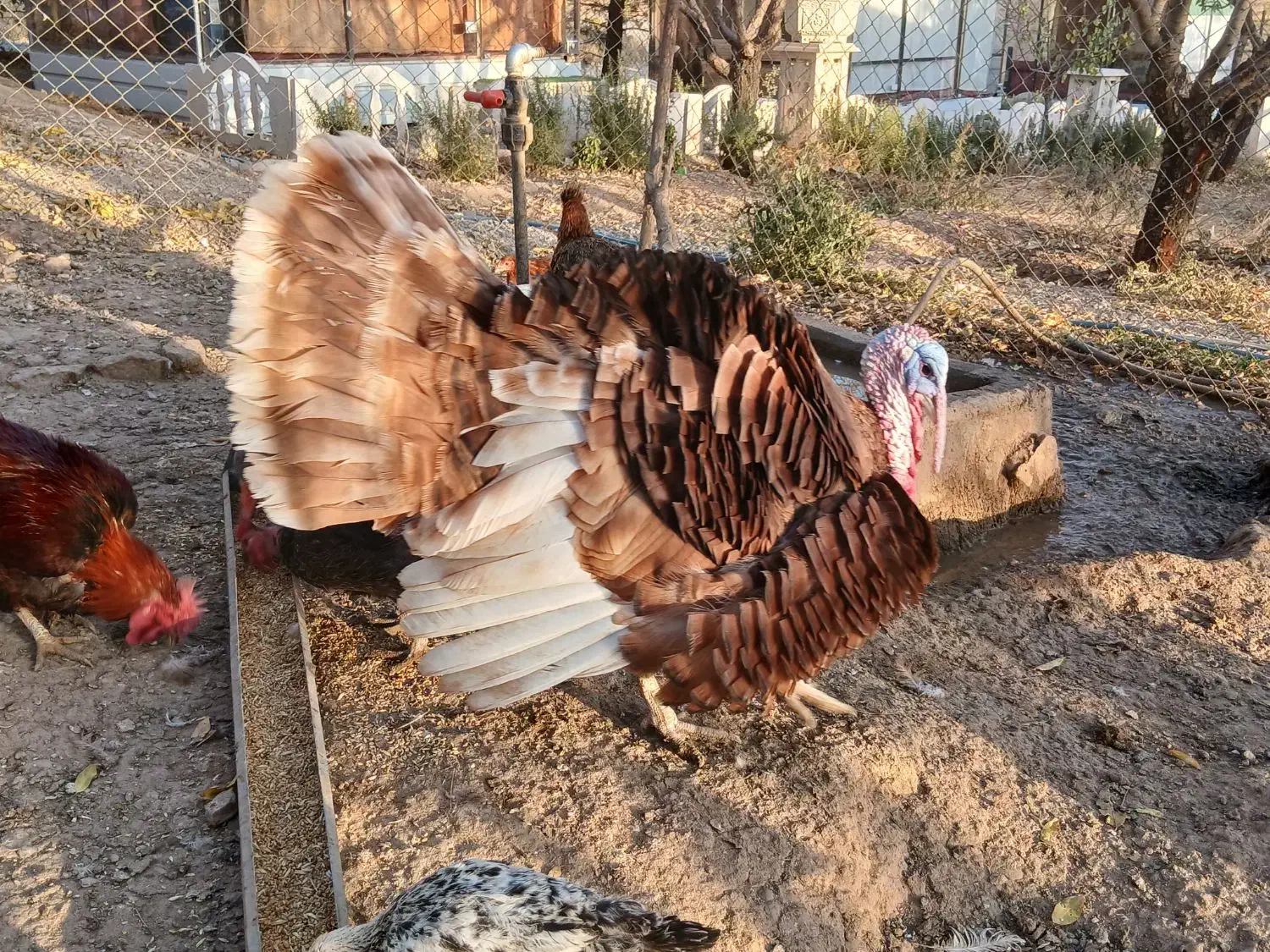 فروش مرع و خروس و قو غاز و ....|حیوانات مزرعه|قزوین, |دیوار