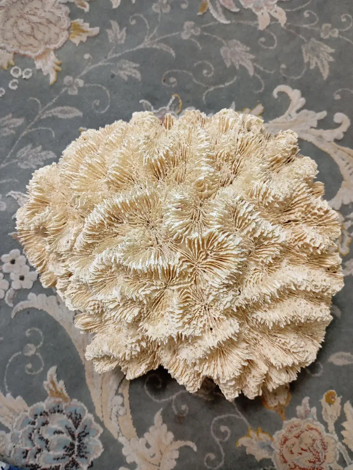 مرجان|ماهی|بندرعباس, |دیوار