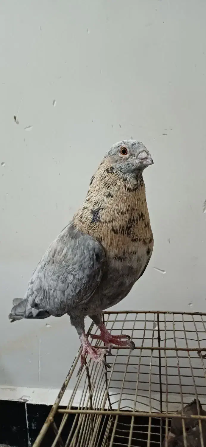 کبوتررنگی دورگ|پرنده|کارون, |دیوار