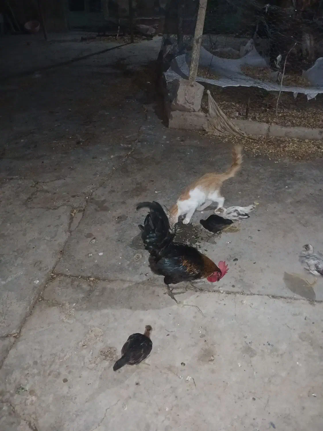 خروس محلی ۵۰۰ تومن|حیوانات مزرعه|مسجد سلیمان, |دیوار