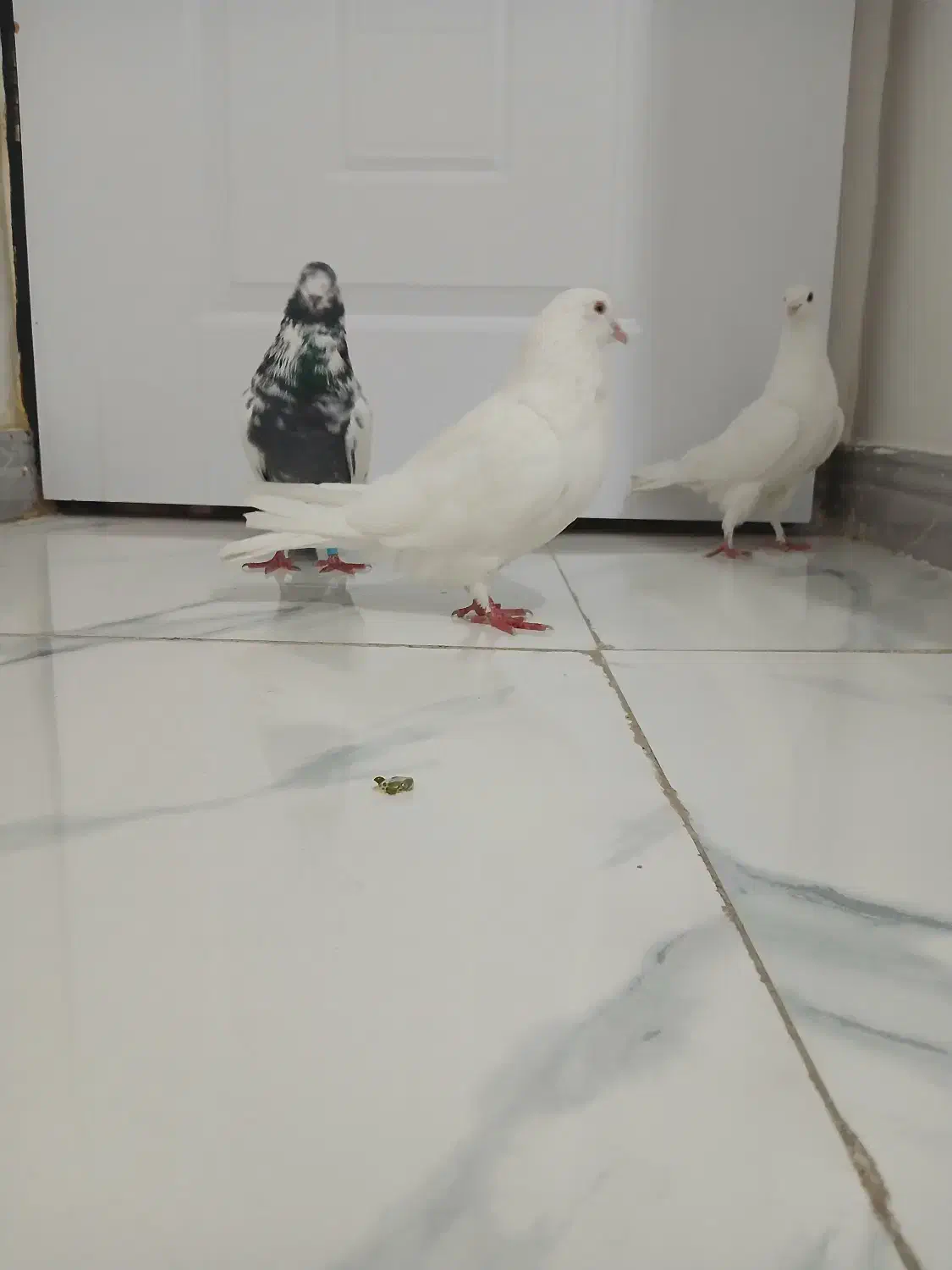 سه عدد کبوتر عالی|پرنده|رشت, یخسازی|دیوار