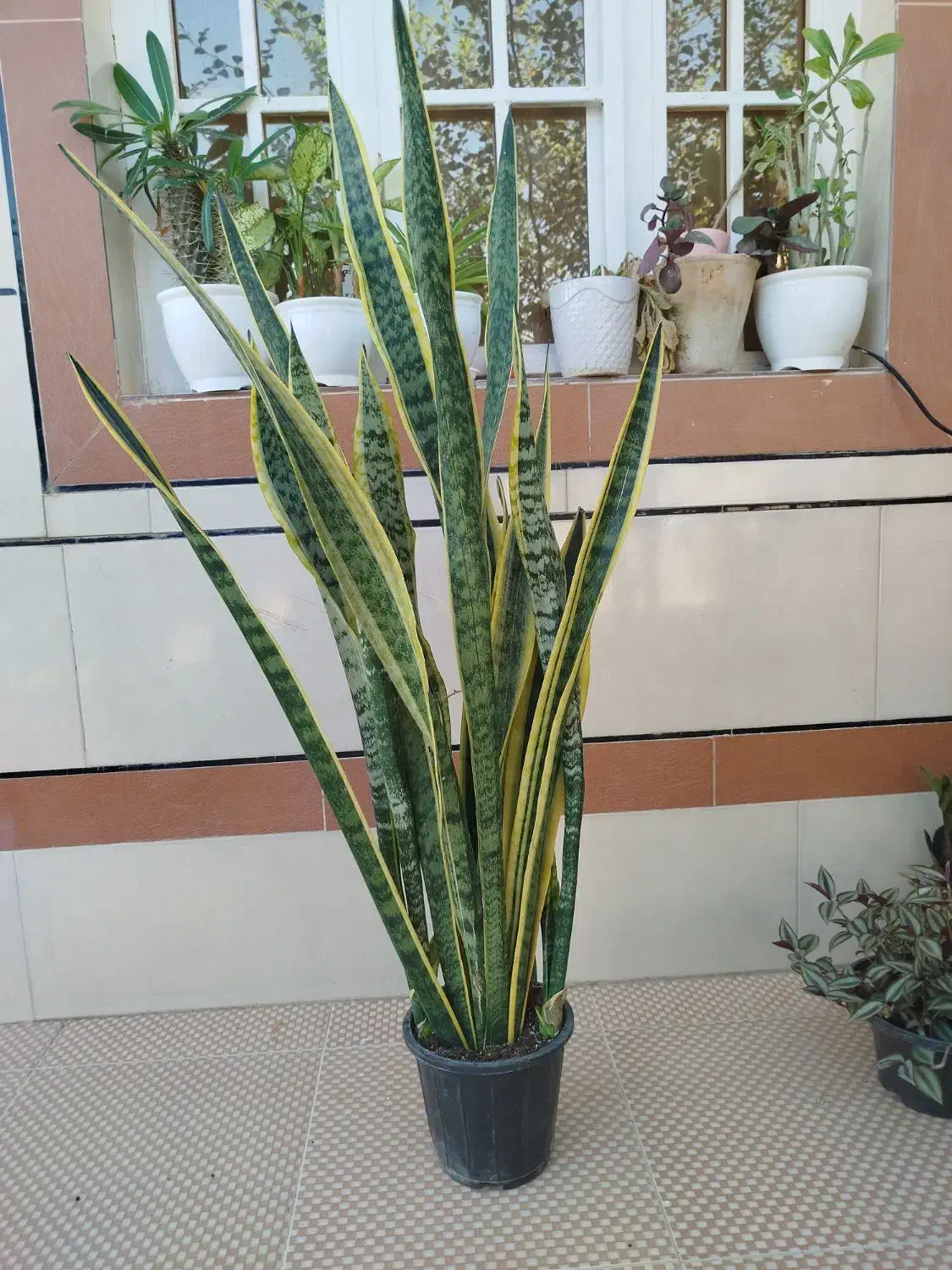 گل های آپارتمانی شاداب و مناسب|گل و گیاه طبیعی|برازجان, |دیوار