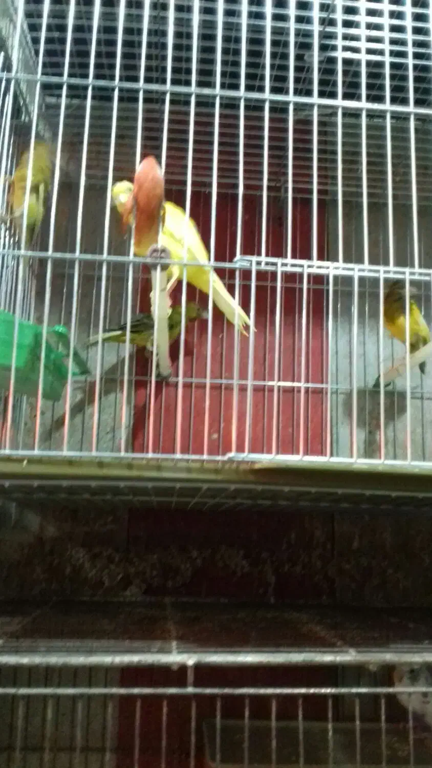 تعدادی قناری وفنچ|پرنده|خوی, |دیوار