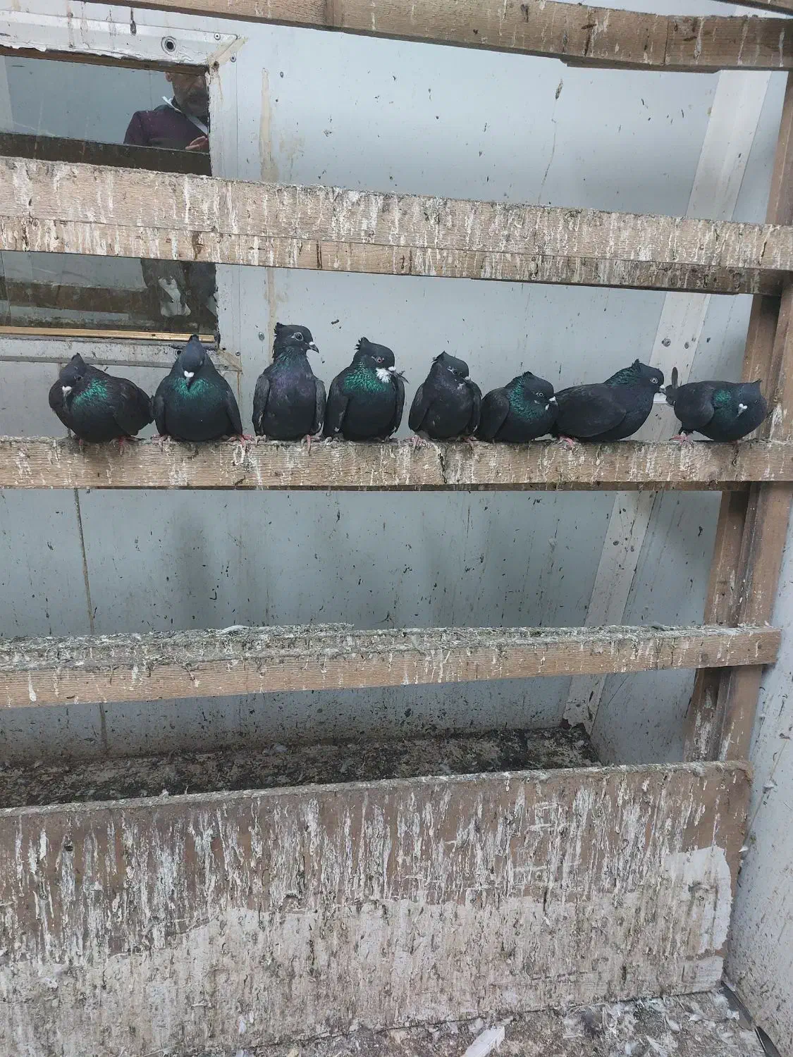 کبوتر دم سفید|پرنده|رشت, جانبازان|دیوار