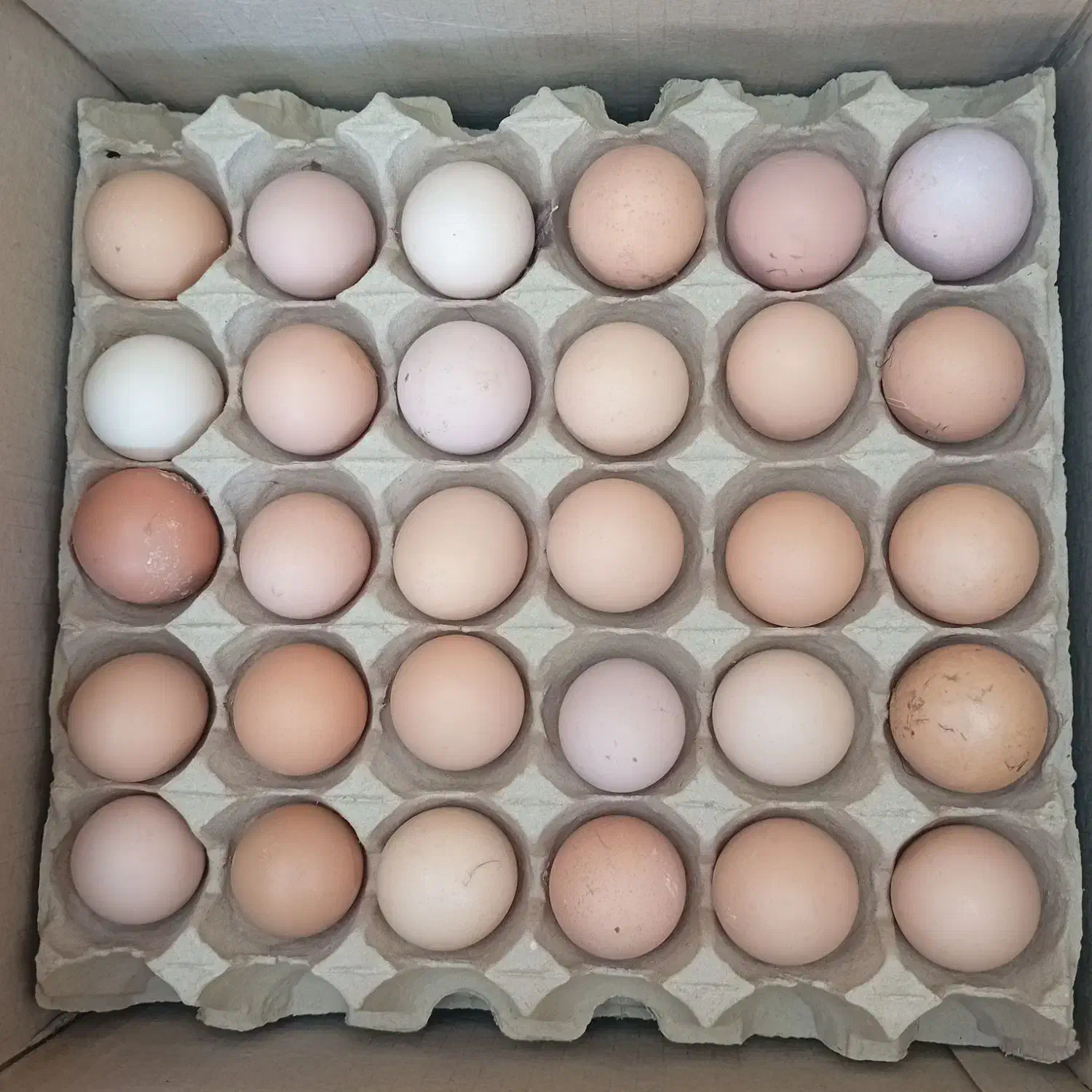 تخم مرغ بومی گلپایگان. عمده|خوردنی و آشامیدنی|اصفهان, پروین|دیوار