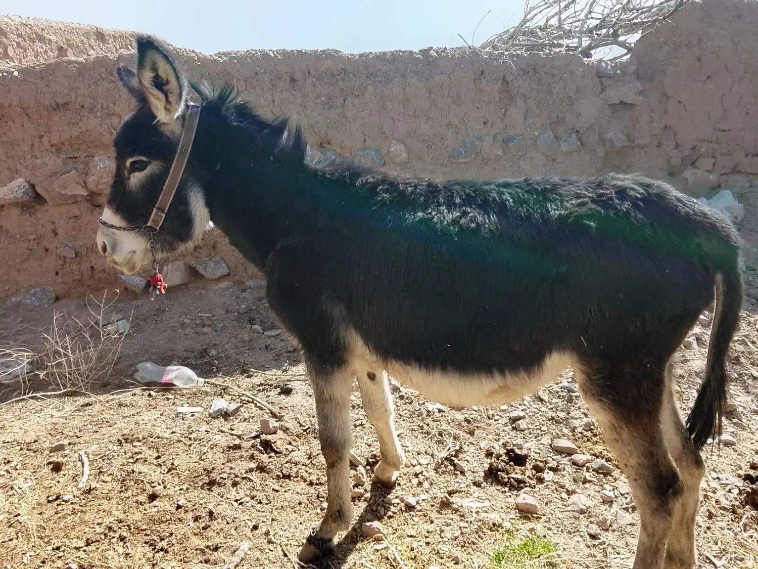 خرگلگی|حیوانات مزرعه|سده (خراسان جنوبی), |دیوار