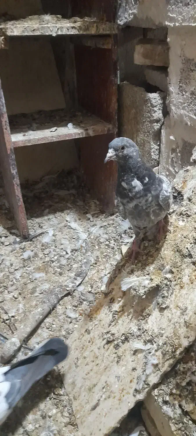 امیدیه شهر دونه|حیوانات|امیدیه, |دیوار