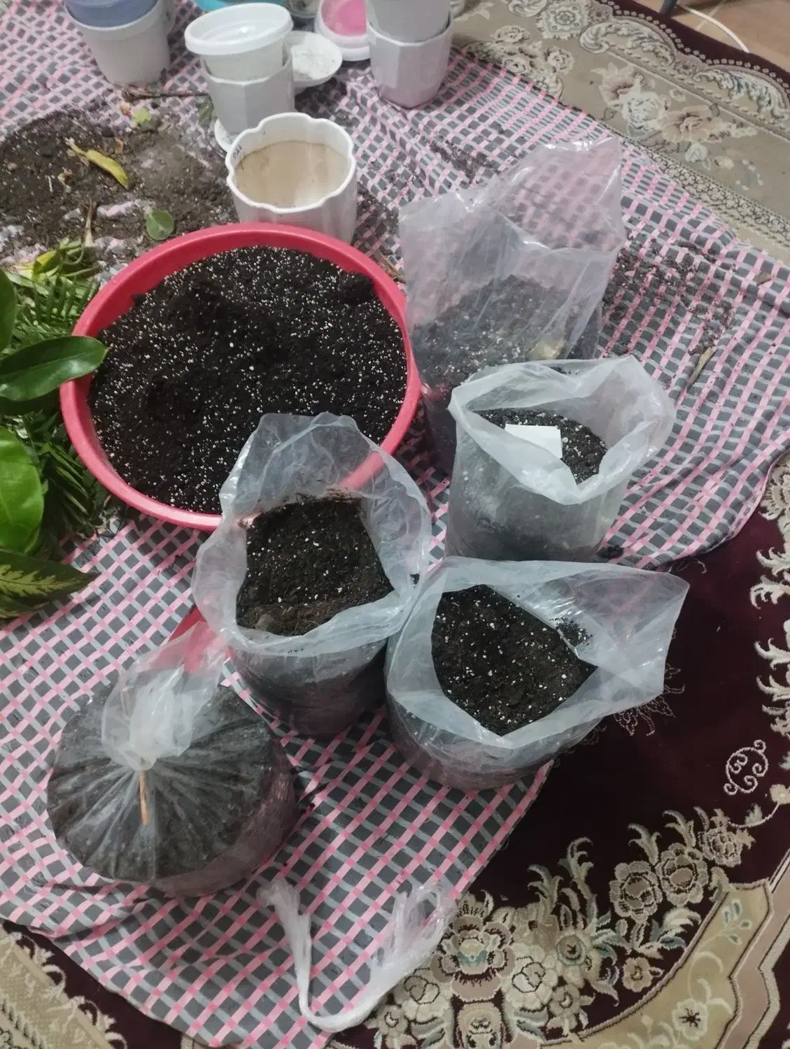 7عدد پلاستیک خاک برگ گل باهم|گل و گیاه طبیعی|رضوانشهر, |دیوار