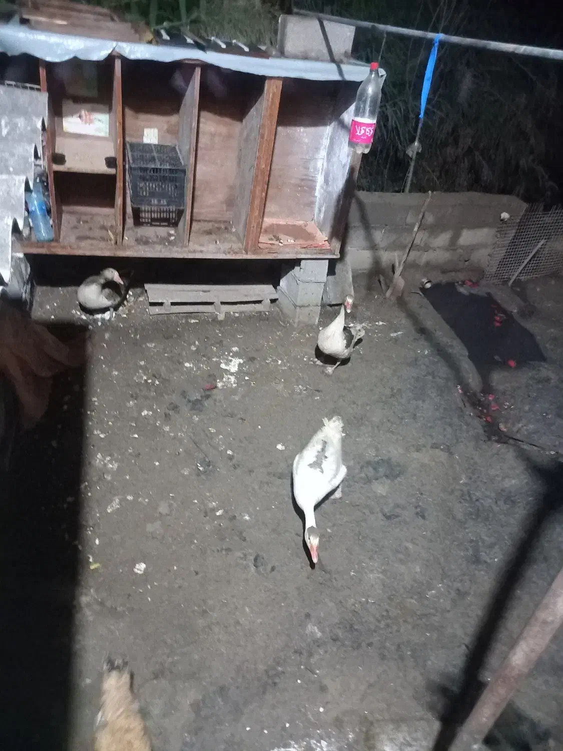 تخم غاز نطفه دار|حیوانات مزرعه|خان ببین, |دیوار