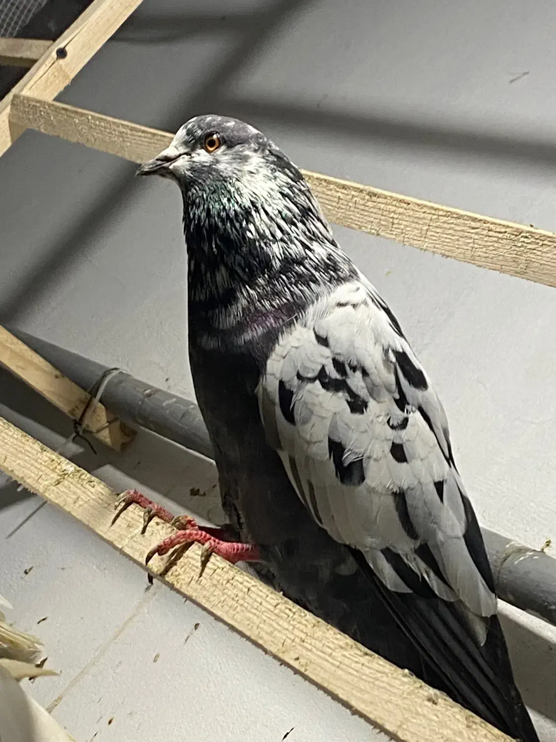 فروش فوری کفتر درجه ۱ جوجه کشی وپرش|پرنده|نوشهر, |دیوار