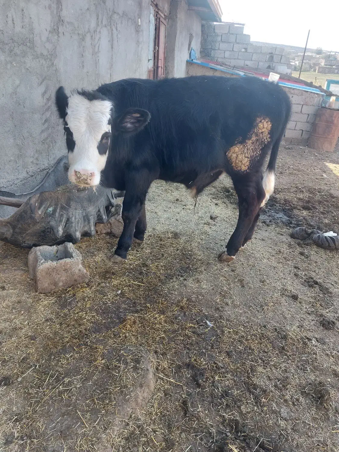 گوساله نر|حیوانات مزرعه|قشلاق دشت, |دیوار