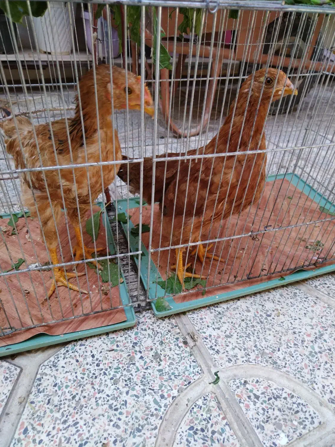 یک عدد مرغ و یک عدد خروس محلی|حیوانات مزرعه|محمدیه-قزوین, |دیوار