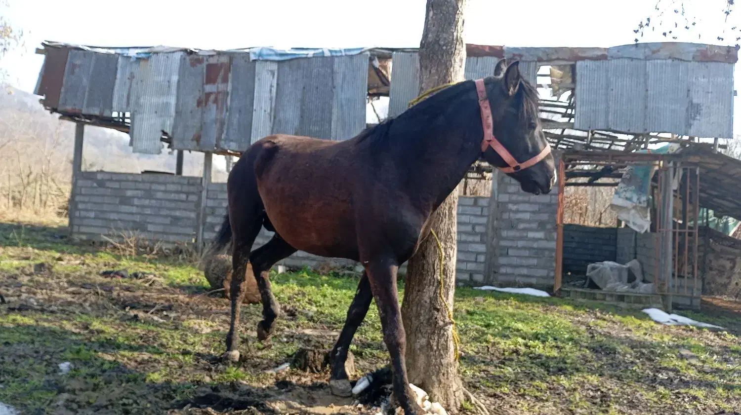 اسب مشکی سال 5|اسب و تجهیزات اسبسواری|کوچصفهان, |دیوار