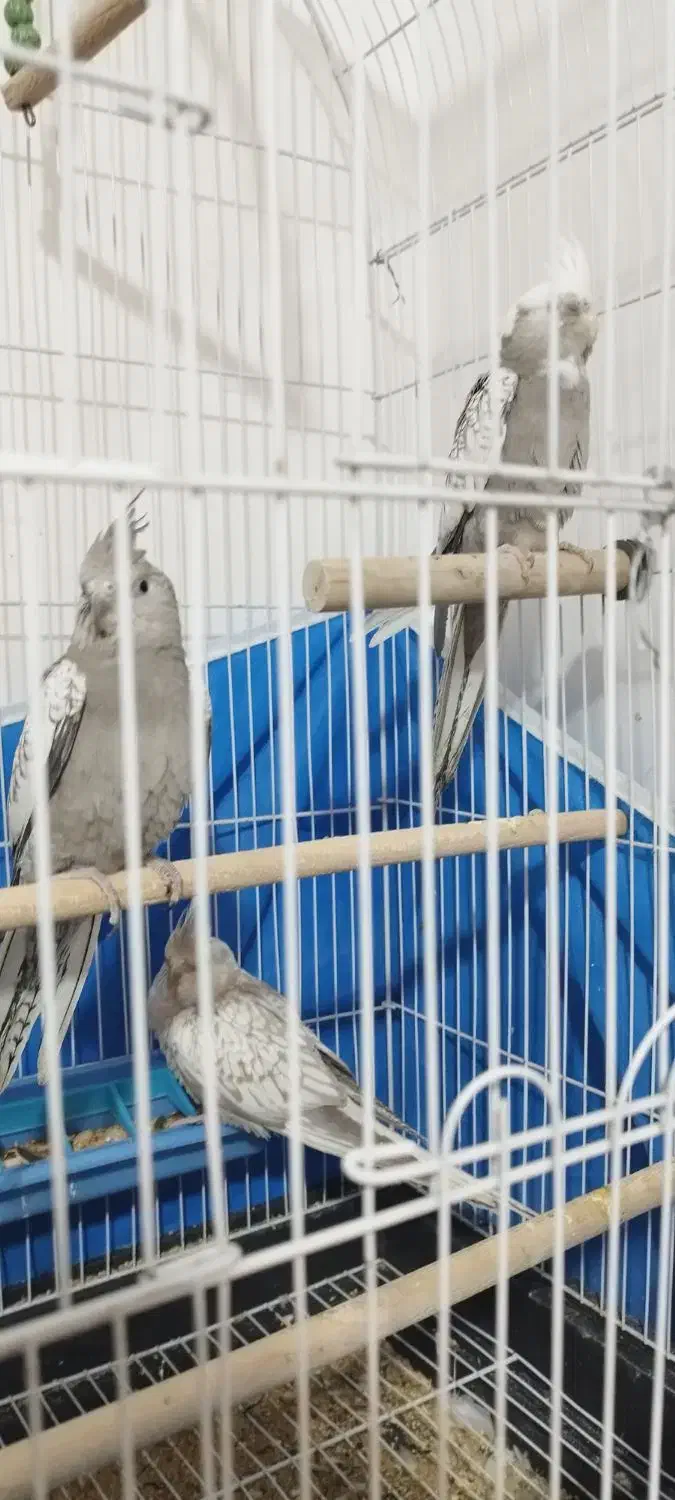 ۳تا عروس هلندی وایت فیس|پرنده|فولادشهر, مسکن مهر فولادشهر|دیوار