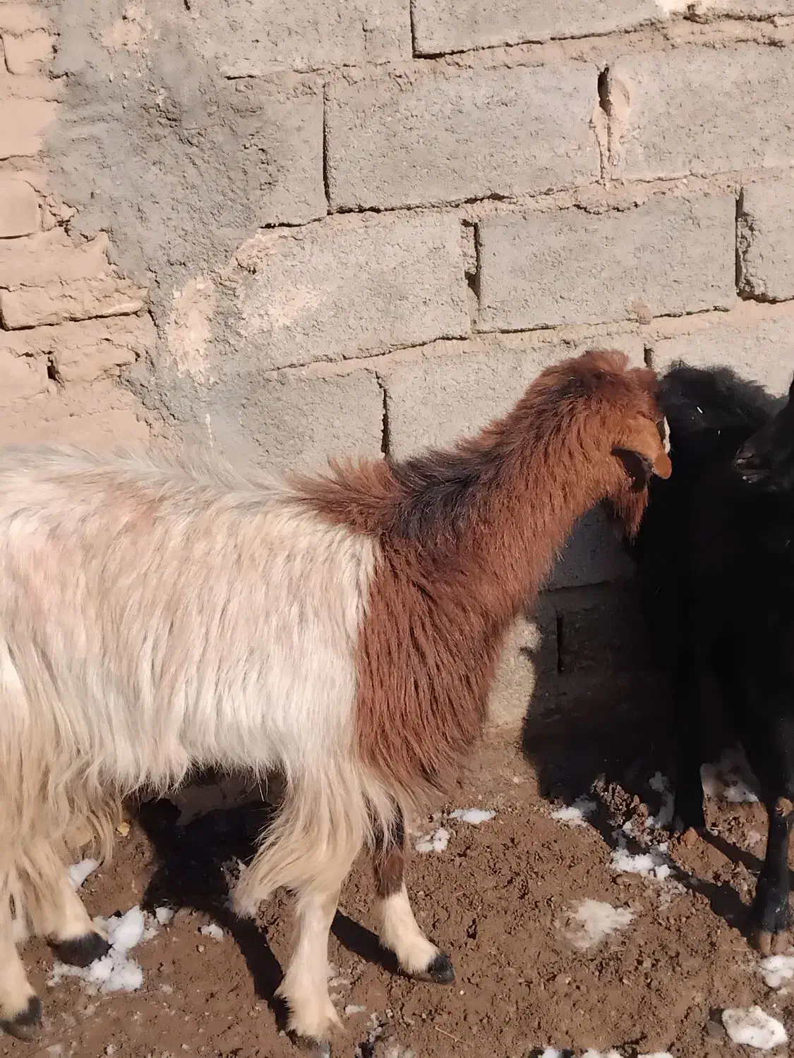 بزچاق جوان  شش نهصد|حیوانات مزرعه|تایباد, |دیوار