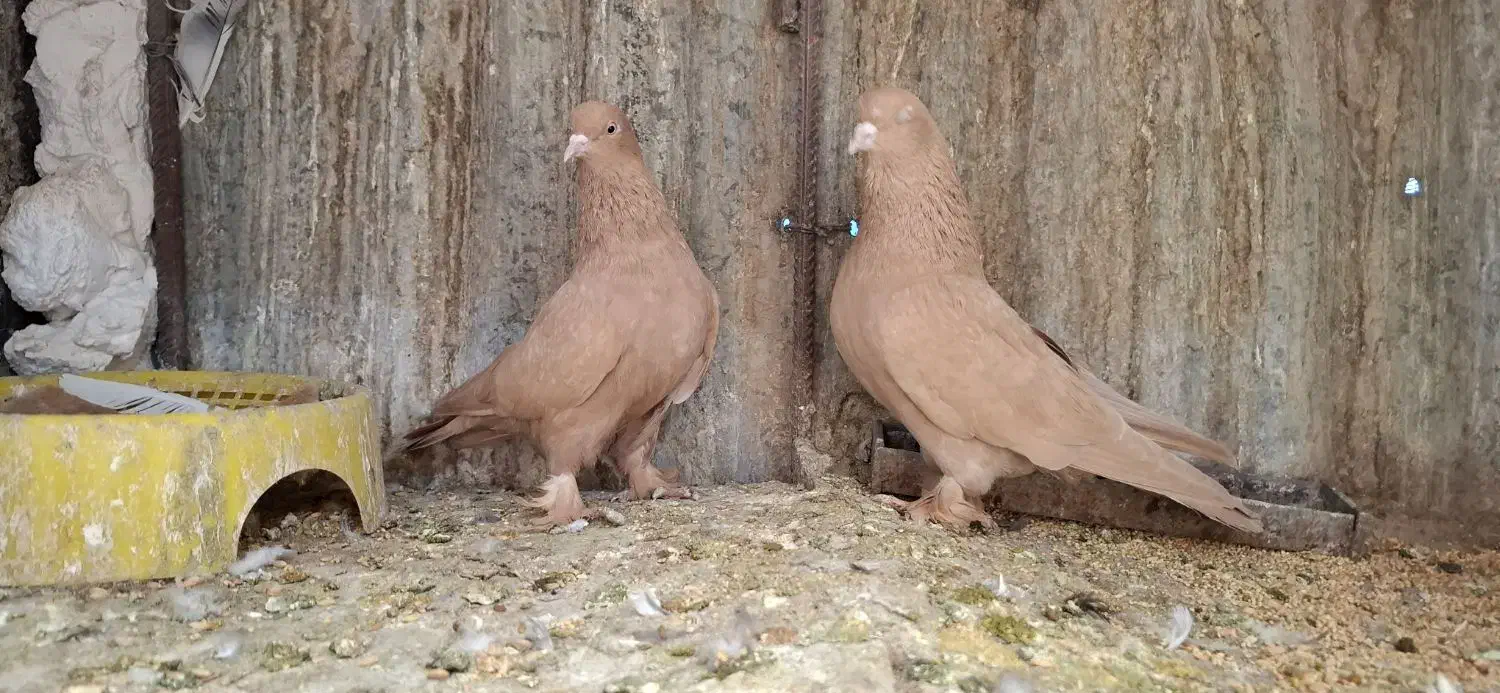 زرد هل پاپر|حیوانات|شیراز, شهرک استقلال|دیوار