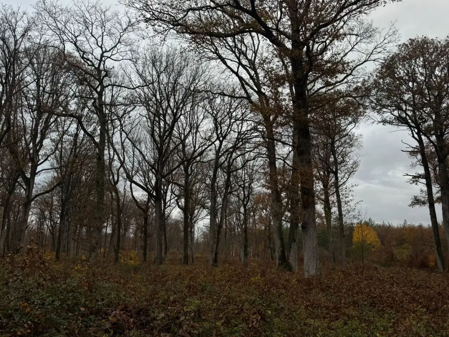 همسفر هرمز|فعالیت داوطلبانه|بابل, |دیوار