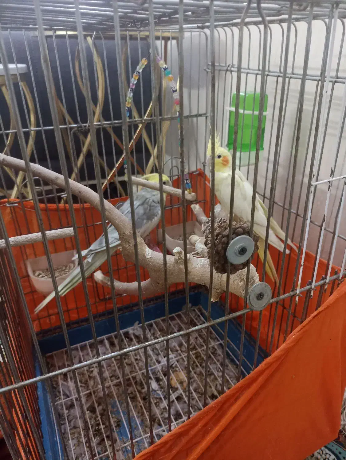 عروس هلندی|پرنده|پاکدشت, خاتون آباد|دیوار