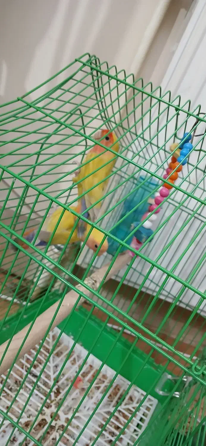 طوطی برزیلی|پرنده|مرند, |دیوار