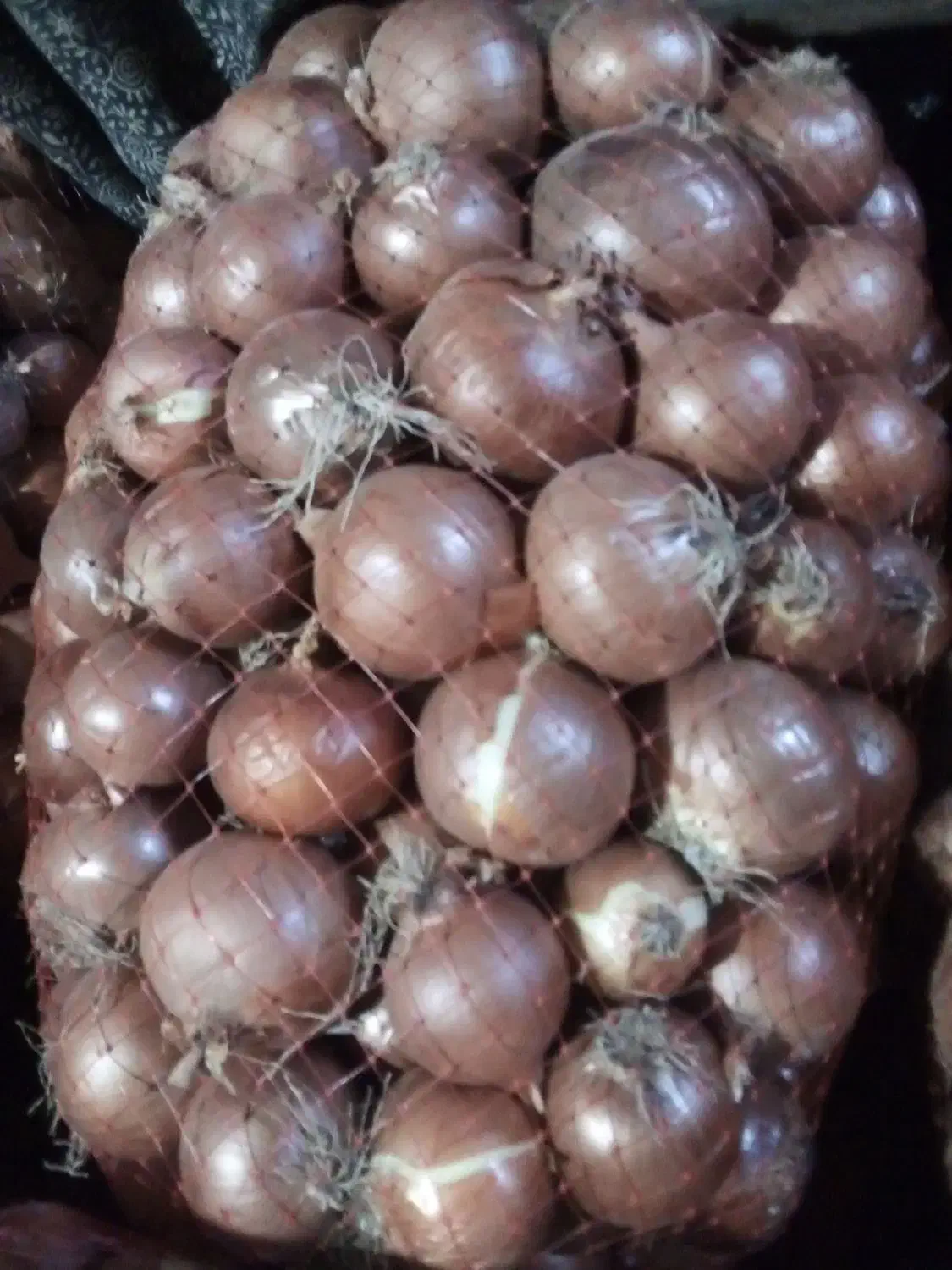 پیاز درجه 1|خوردنی و آشامیدنی|زنجانرود, |دیوار