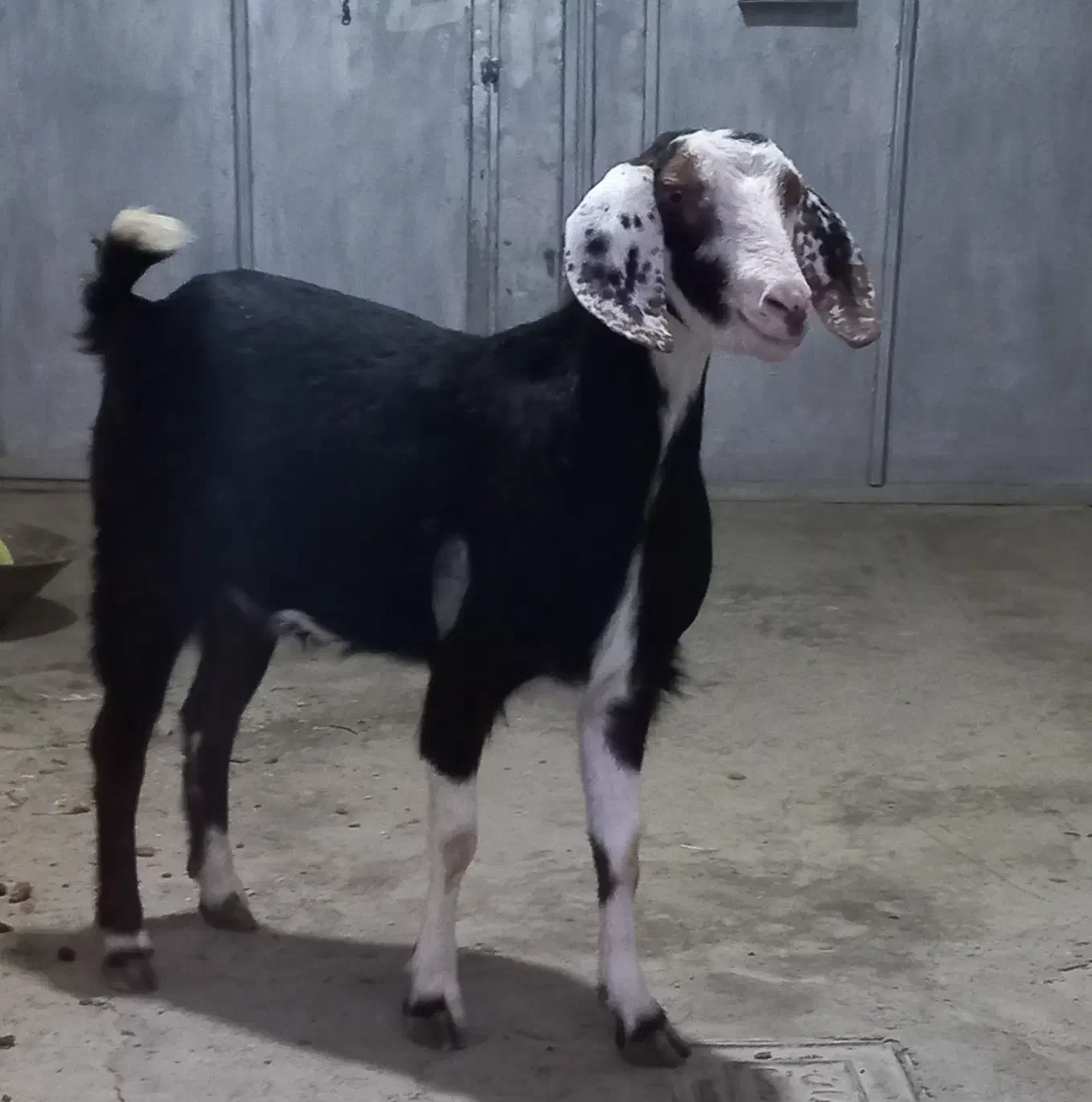 تیه بز چاق براقصابی یا داشت|حیوانات مزرعه|ملایر, |دیوار