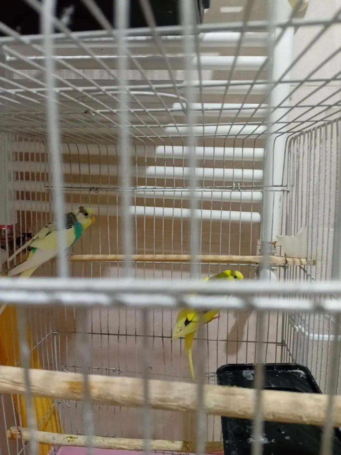 طوطی برزیلی / مرغ عشق|پرنده|شاهرود, |دیوار