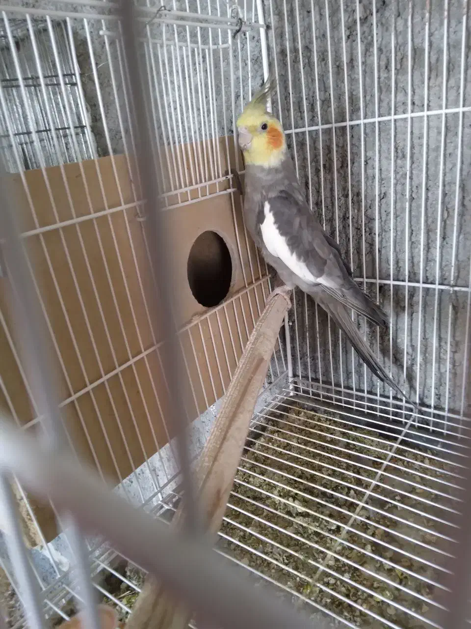 عروس هلندی، گرینچیک، فنچ، کوتوله|پرنده|زابل, |دیوار