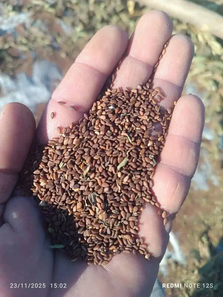 کنجد|خوردنی و آشامیدنی|رامهرمز, |دیوار