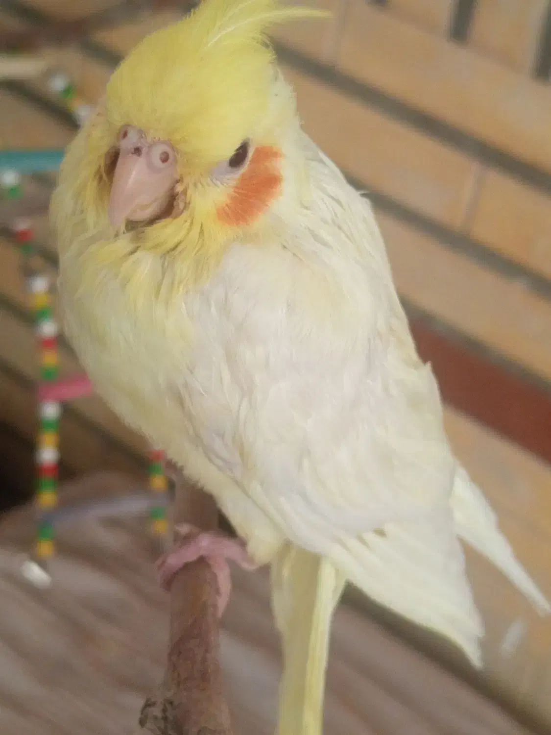 جوجه عروس هلندی|پرنده|تهران, والفجر (افسریه)|دیوار