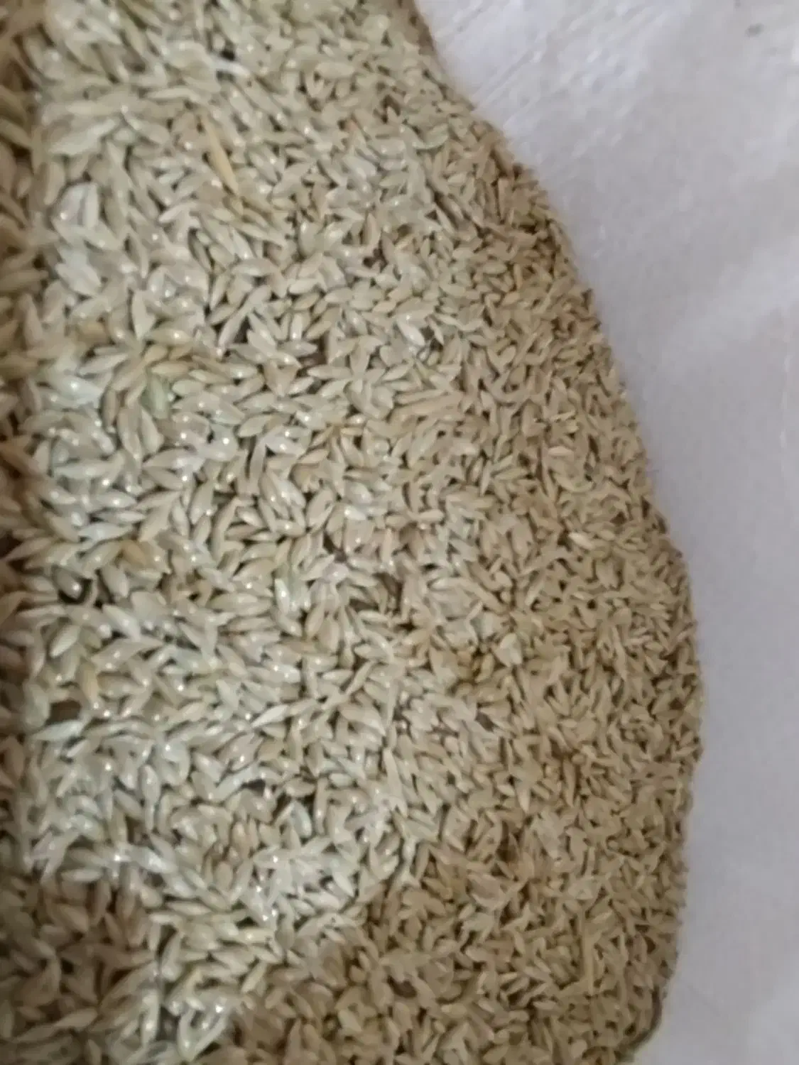 تخم کتان|عمده‌فروشی|مرودشت, دولت آباد|دیوار