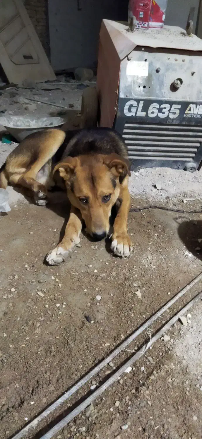 سگ ژرمن هشت ماهه|سگ|اهواز, فاز ۲ پادادشهر|دیوار