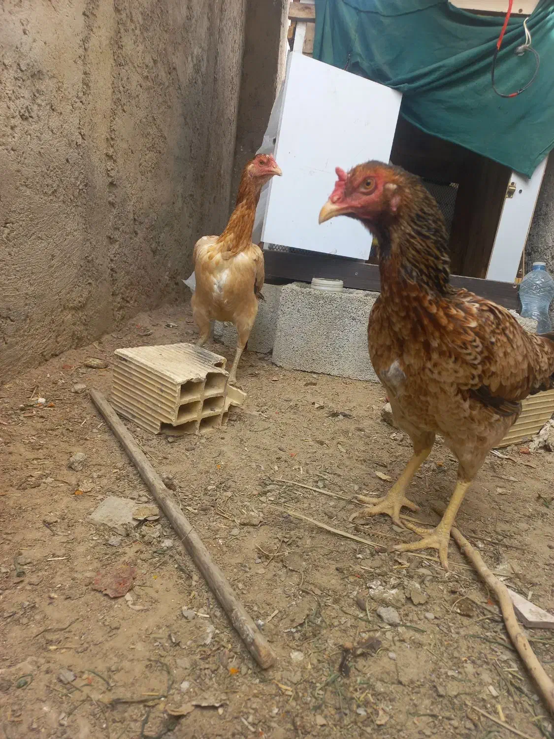 تخم مرغ لاری|حیوانات مزرعه|بندرعباس, |دیوار