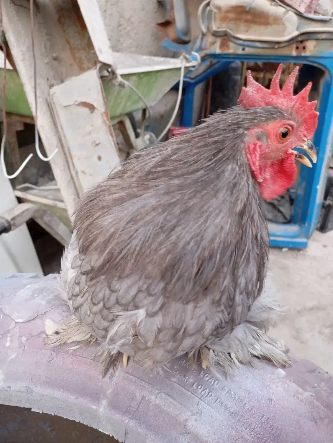 مرغ و خروس کوشین|حیوانات مزرعه|کازرون, |دیوار