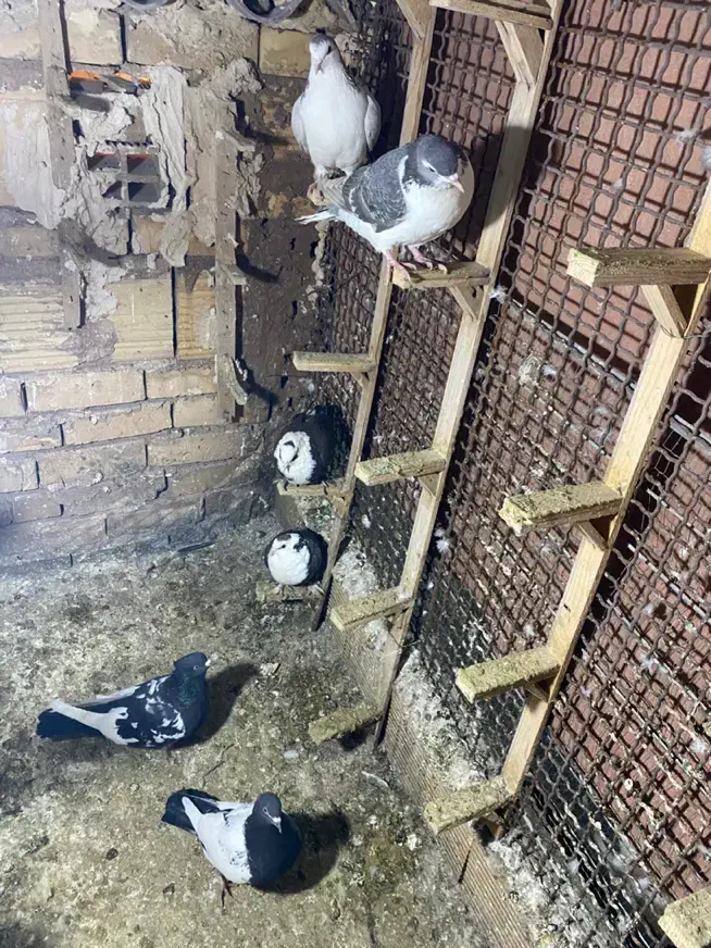 کفتر|پرنده|شاندیز, |دیوار