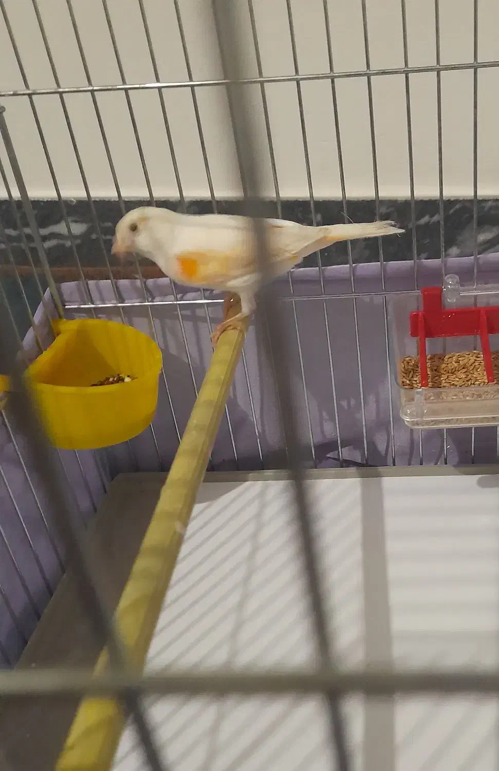 فروش قناری ماده زیبا|پرنده|سقز, |دیوار