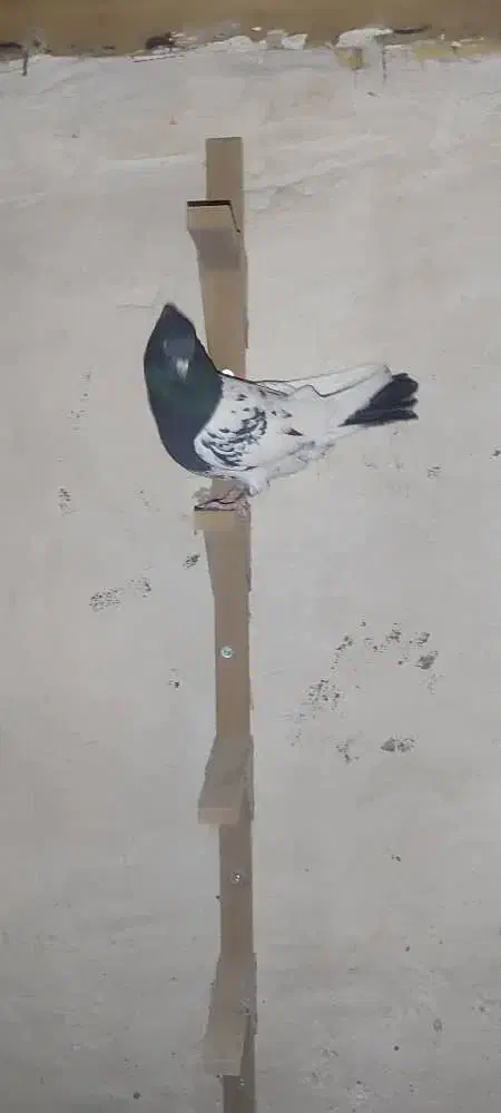 کبوتر کله سیاه|پرنده|مرودشت, ژیان|دیوار