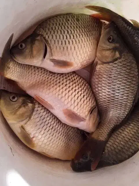 ماهیکپور|ماهی|میانه, |دیوار