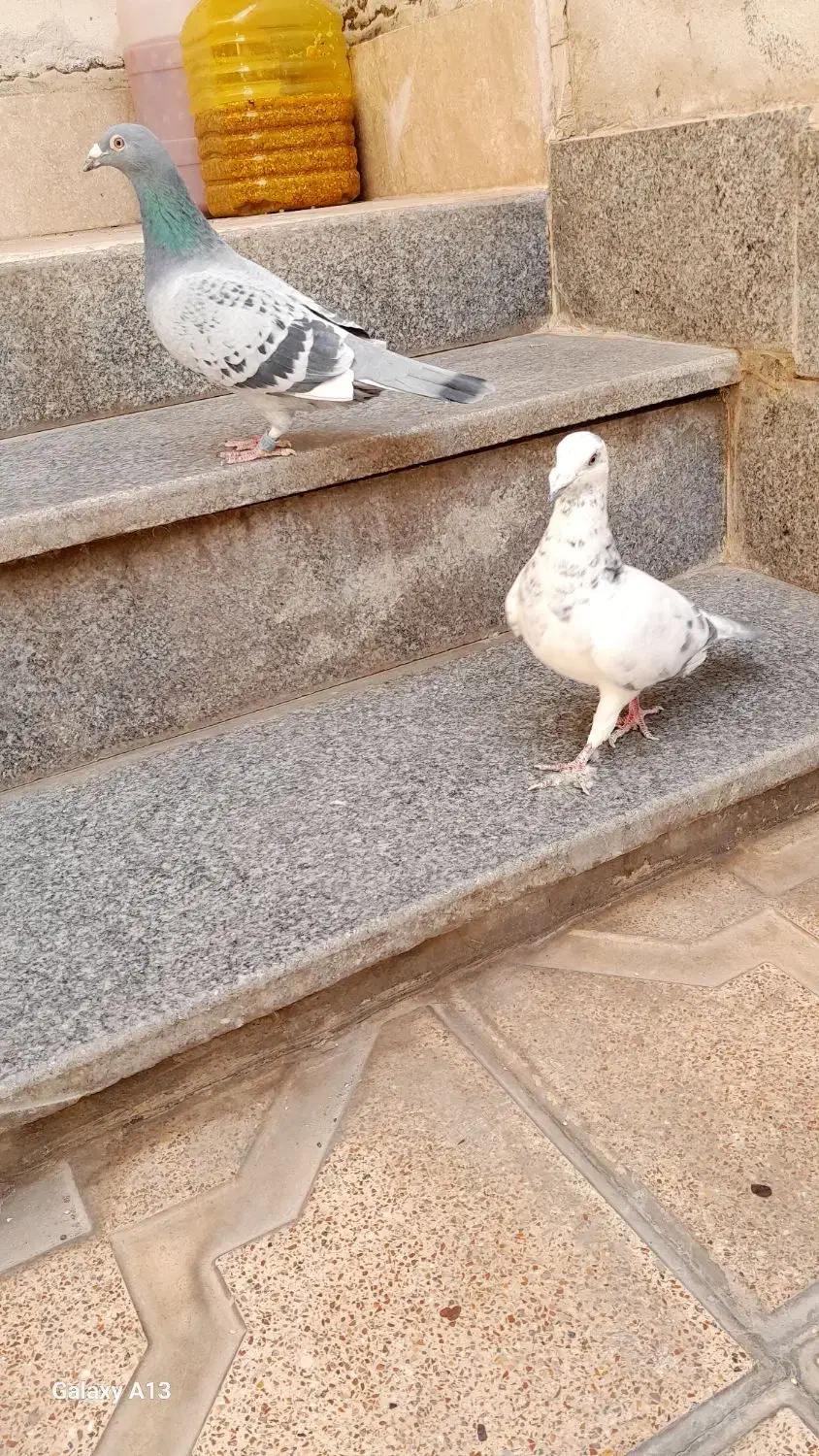 کفتر المانی مسافتی|پرنده|مشهد, انصار|دیوار