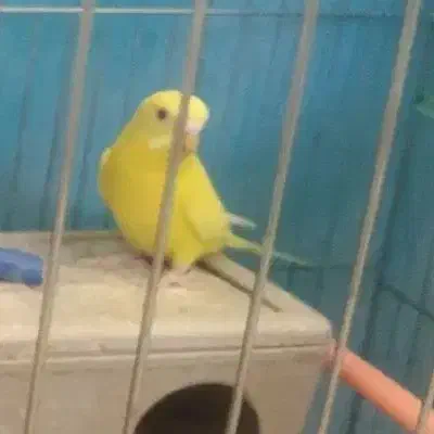 مرغ عشق|پرنده|زاهدان, |دیوار