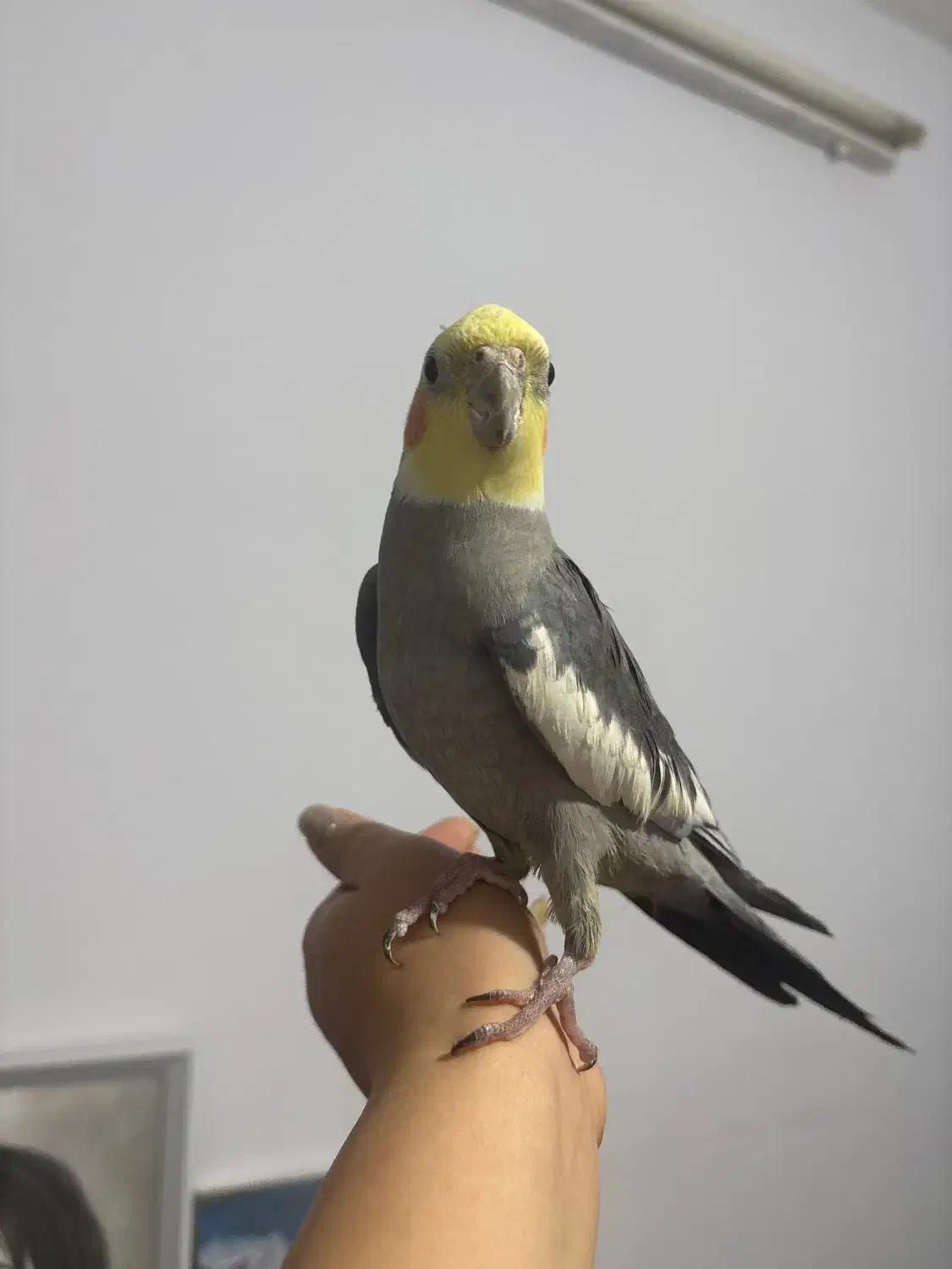 عروس هلندی کاملا دستی|پرنده|کرمان, |دیوار