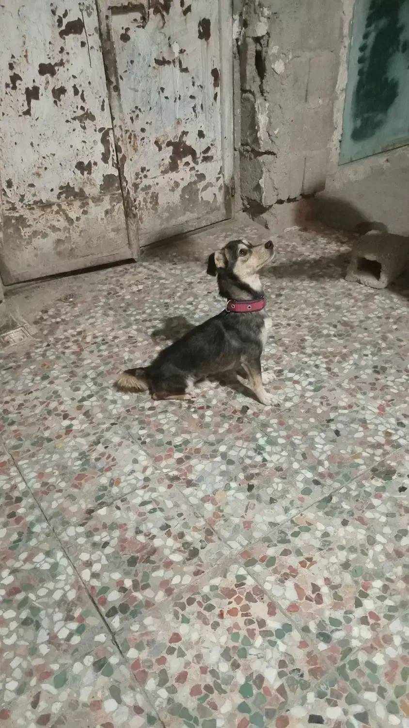 فروش یک عدد سگ پاکوتاه آدرس بستک|سگ|بستک, |دیوار