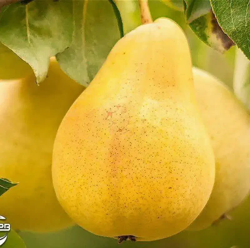 شروع پیش فروش نهال گلابی شاه میوه|خدمات باغبانی و درختکاری|ایزدشهر, |دیوار