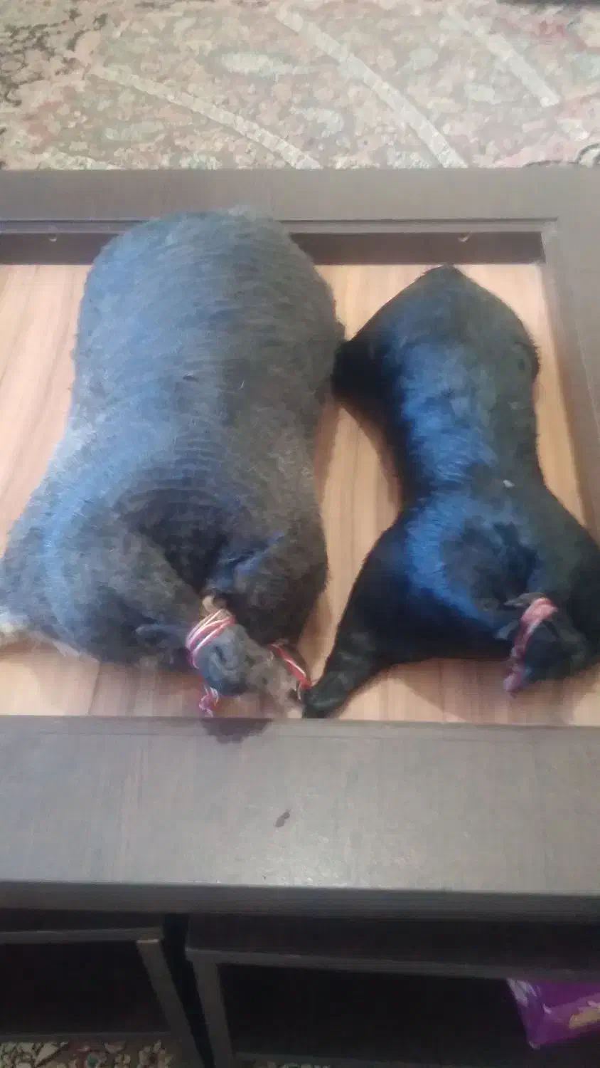 خیگ|کلکسیون و سرگرمی|ایذه, |دیوار