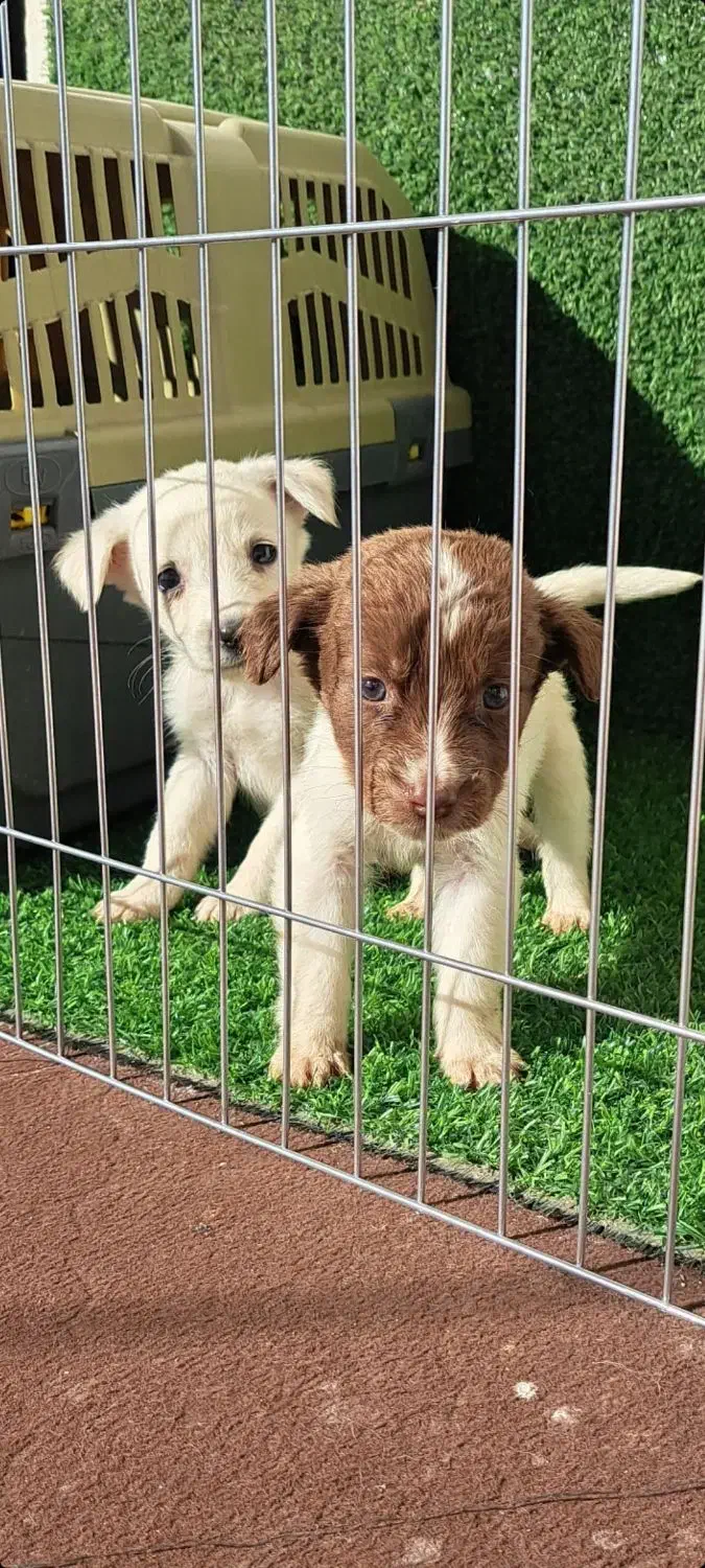 توله سگ پشمالو|سگ|گرگان, |دیوار