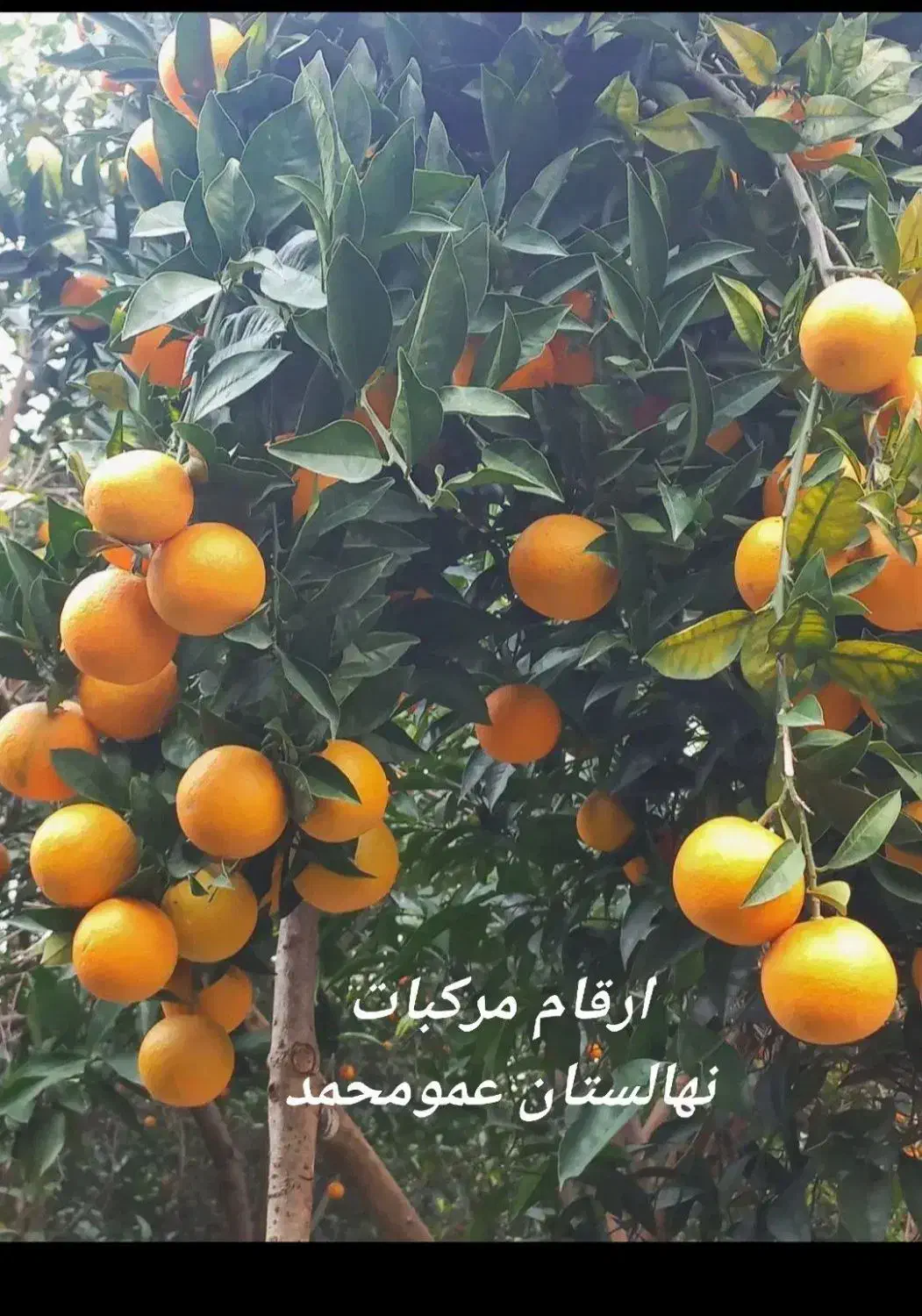 انواع نهال میوه بادام پسته گردو پیوندی و کشت بافت|خدمات باغبانی و درختکاری|نیشابور, دارایی|دیوار