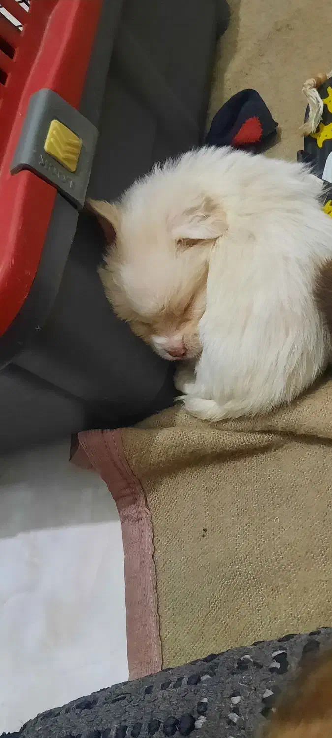 سگ اسپانیل تبتی|سگ|قم, صفائیه|دیوار